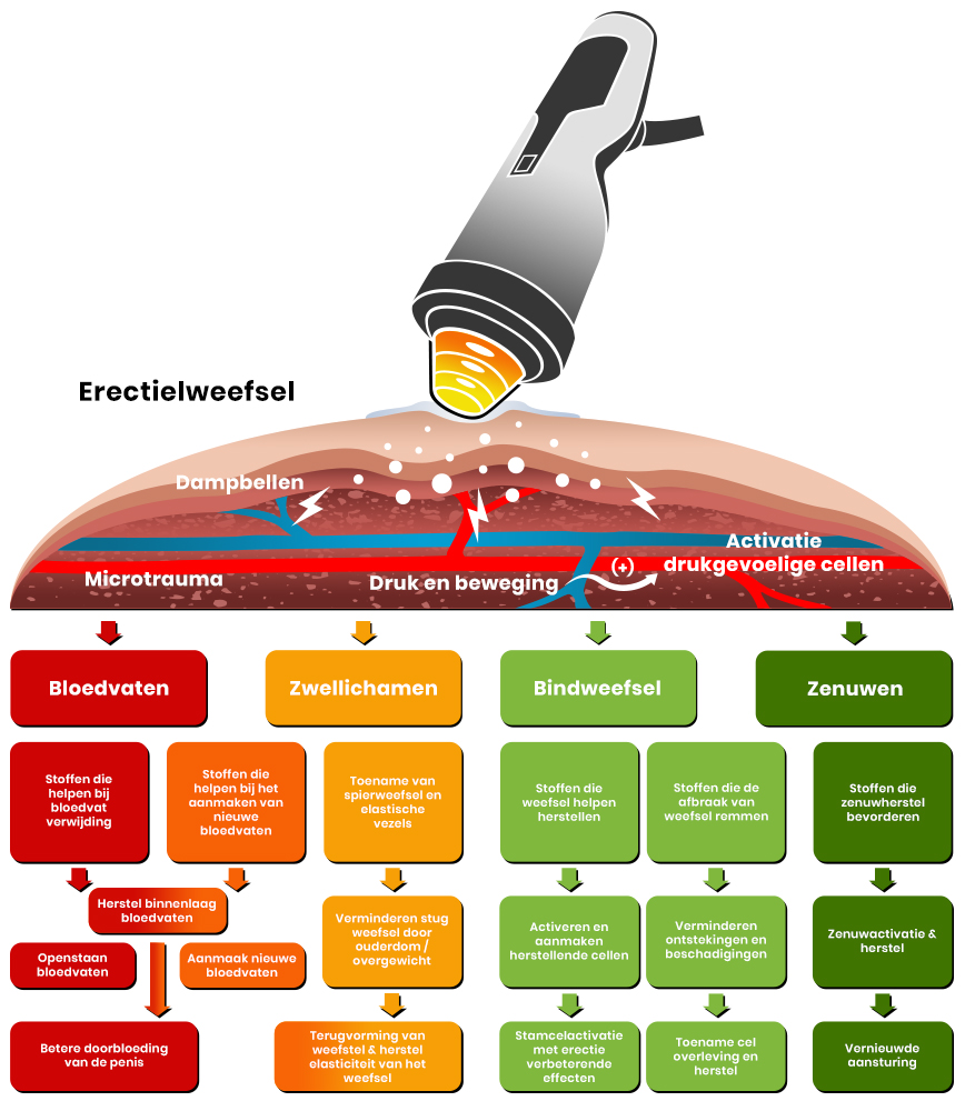 fysiologische effecten shockwave Werking shockwave op weefsel